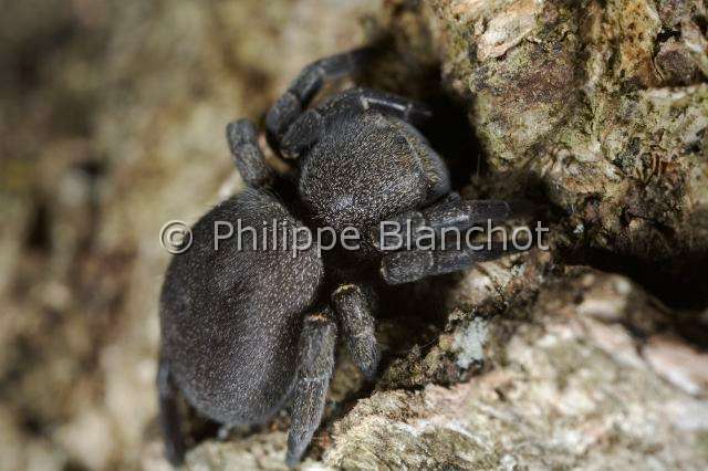 Eresidae_5968.JPG - France, Araneae, Eresidae, Araignée coccinelle (Eresus kollari), femelle, Ladybird Spider